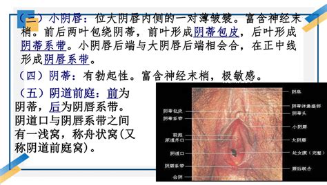 真人陰唇|女性外生殖器